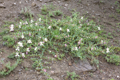 Capparis spinosa herbacea
