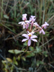 Epidendrum arachnoglossum