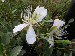 Capparis spinosa herbacea