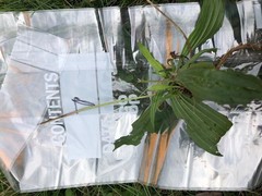 Plantago lanceolata