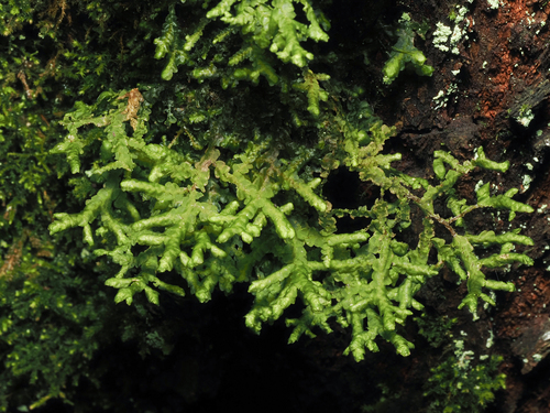 Porella cordaeana