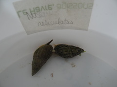 Tritia reticulata image