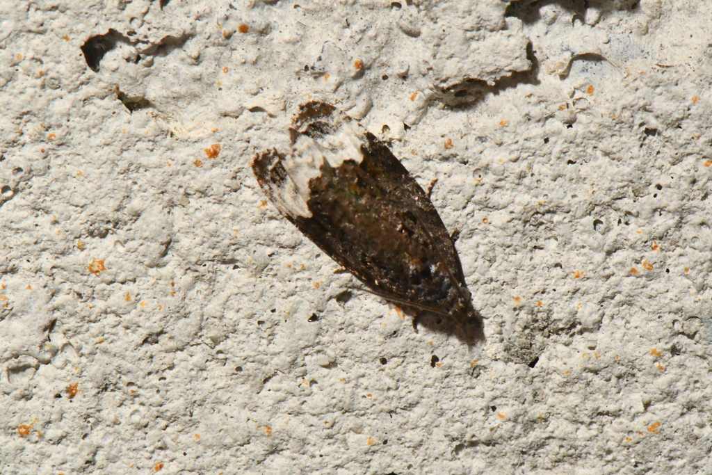 Apotomis brevicornutana