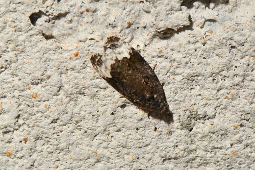 Apotomis brevicornutana
