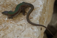 Podarcis melisellensis