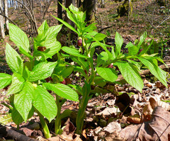 Scopolia carniolica