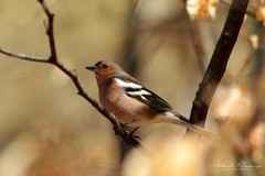 Fringilla coelebs
