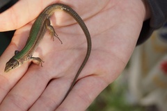 Podarcis melisellensis