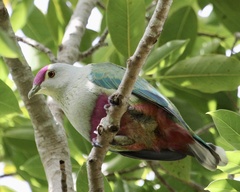 Red-Bellied Fruit-Dove photo 2