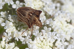 Ancyrosoma leucogrammes