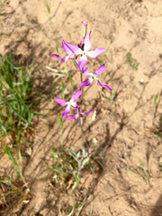 Matthiola longipetala