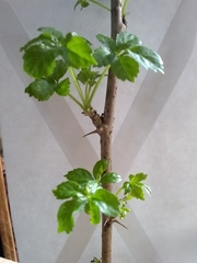 Eleutherococcus sieboldianus