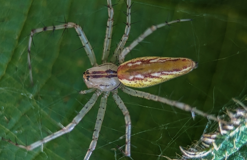 lynx spiders