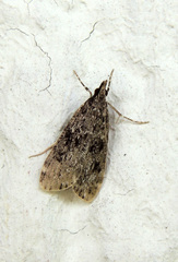 Eudonia truncicolella