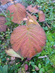 Viburnum lantanoides image
