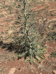 Cirsium rhaphilepis