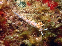 Flabellina engeli