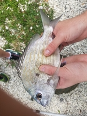 Archosargus rhomboidalis