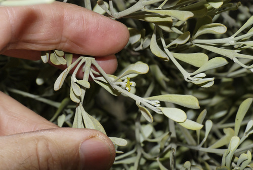 Notothixos Silver Mistletoe (Notothixos incanus) · iNaturalist
