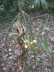 Trichocentrum ascendens