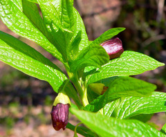 Scopolia carniolica