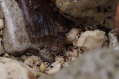 Halophiloscia couchii