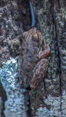 Roncador Tree Frog, Bokermannohyla sapiranga