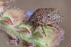 Psacasta exanthematica