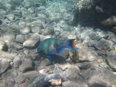 Scarus fuscopurpureus