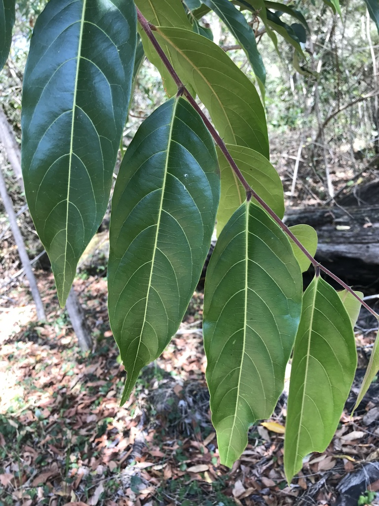 Umbrella Cheese Tree from Bribie Island National Park and Recreation
