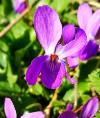 Viola suavis