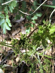 Tauschia hartwegii