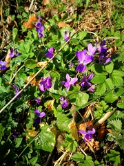 Viola suavis