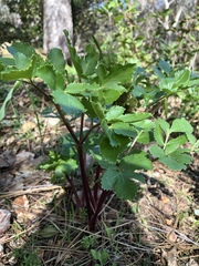 Tauschia hartwegii