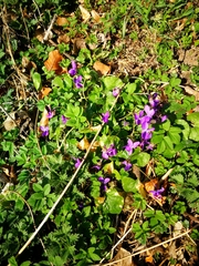 Viola suavis