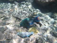 Scarus fuscopurpureus