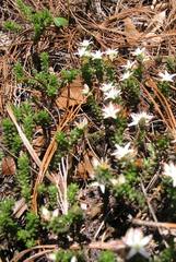 Sedum moranense