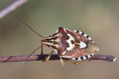 Codophila varia
