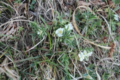Potentilla alba