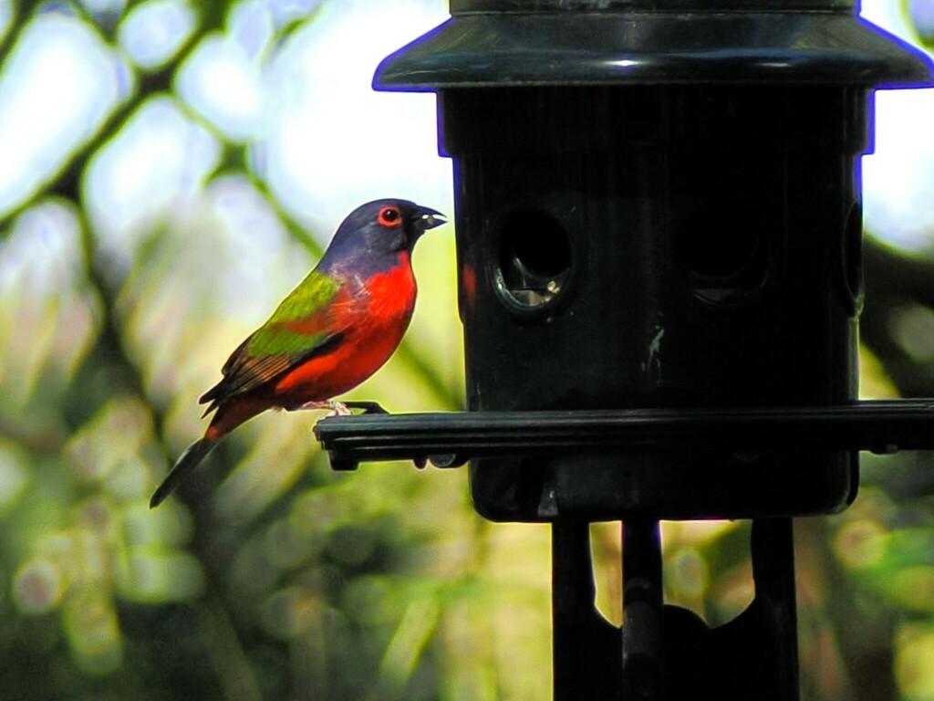 Painted Bunting In October 2023 By Janice Johnston INaturalist   Large 