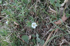 Potentilla alba