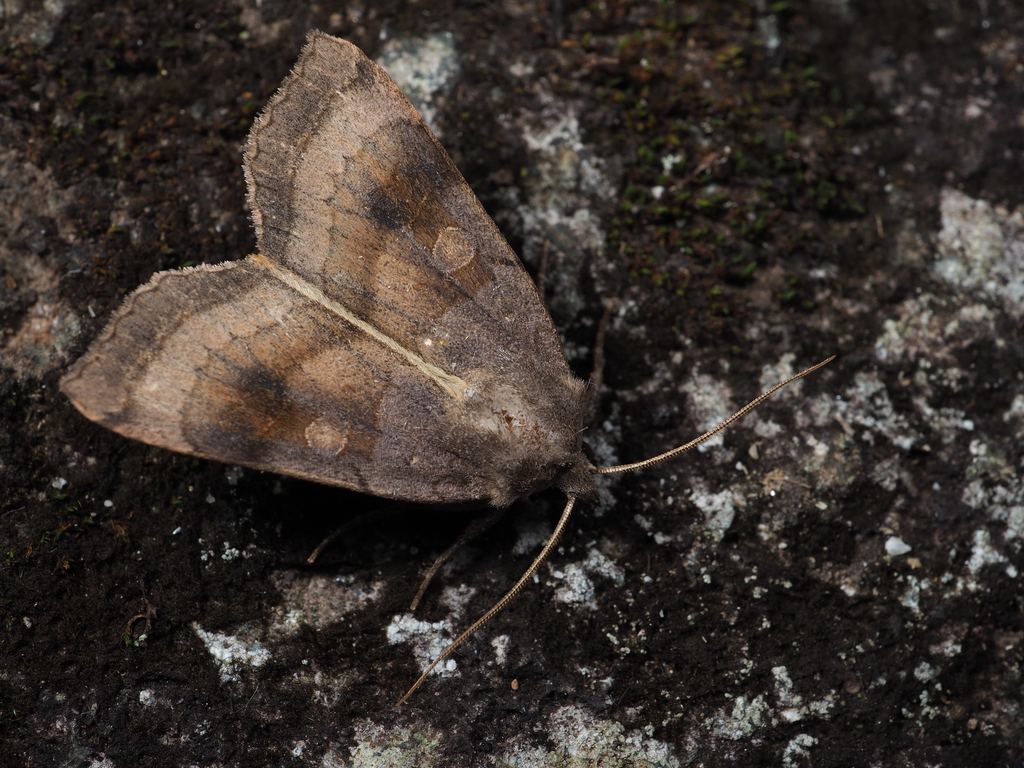 Xestia dilatata