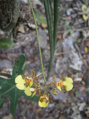 Trichocentrum ascendens