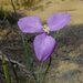 Patersonia drummondii - Photo (c) geoffbyrne, some rights reserved (CC BY-NC)