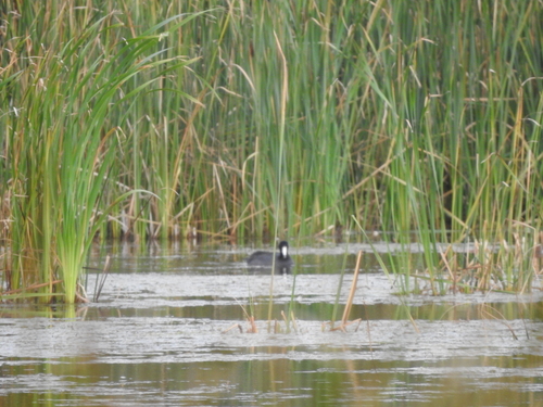 American Coot photographed in Ohio
