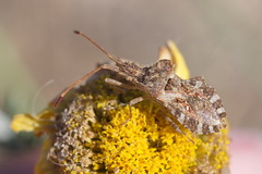 Centrocoris spiniger