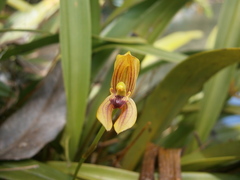 Maxillaria lineolata