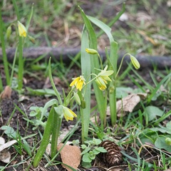 Gagea lutea