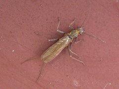 Perlodinae