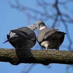 Columba palumbus